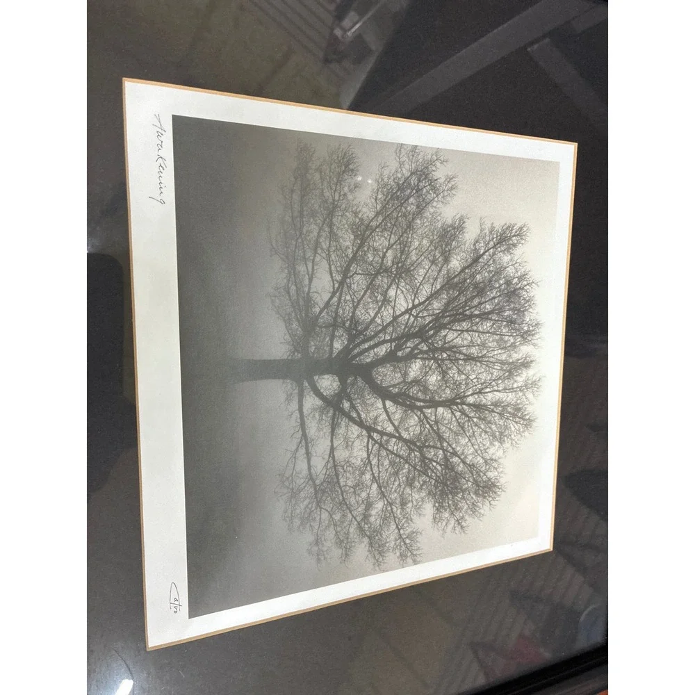 Set of 3 Framed Landscape Tree Photos Awakening Riverview Misty Fog Wall Art